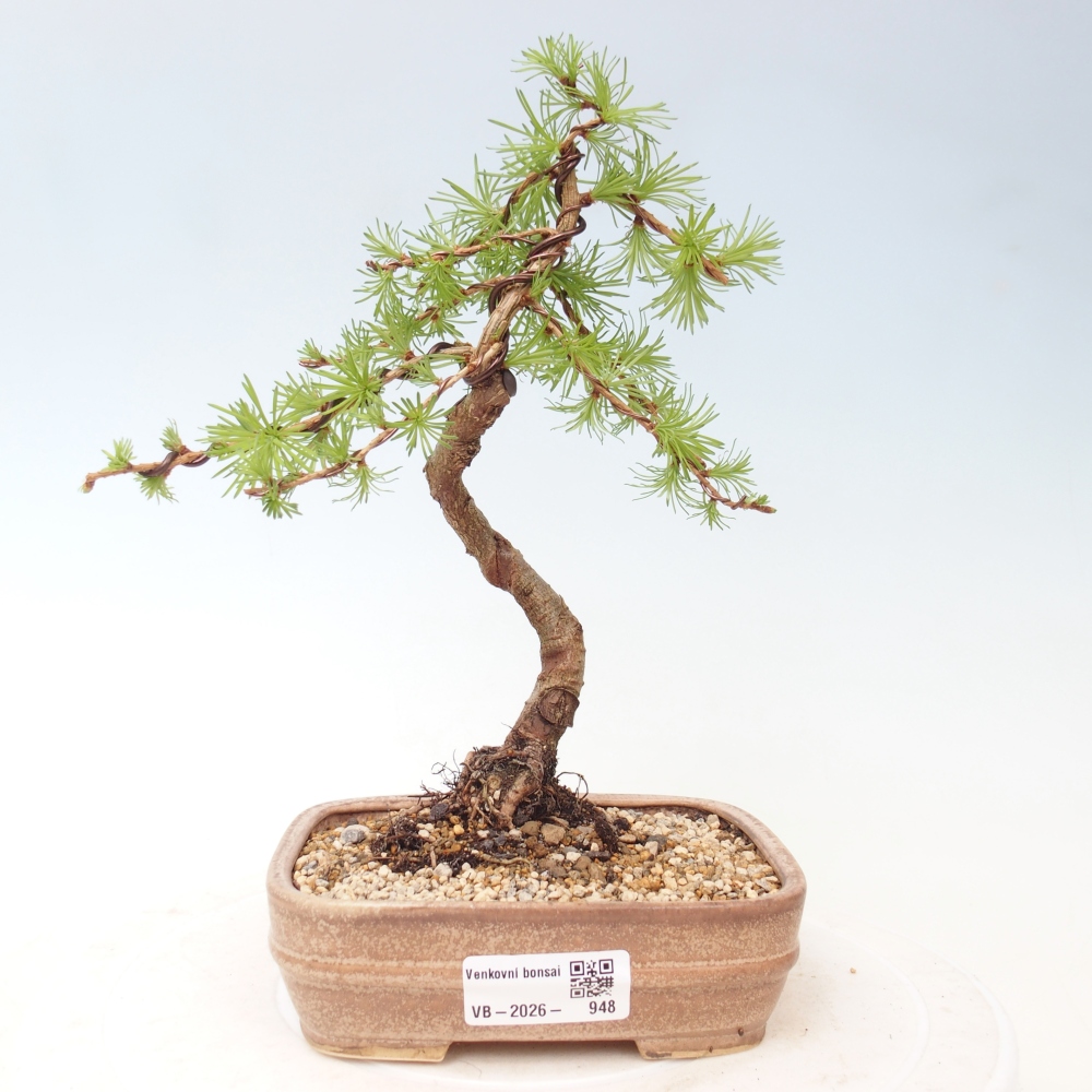 Venkovní bonsai - Larix Kaempferi - Modřín japonský
