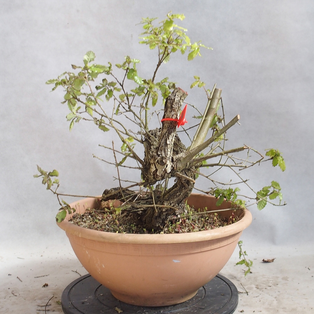 Venkovní bonsai Quercus Cerris - Dub Cer