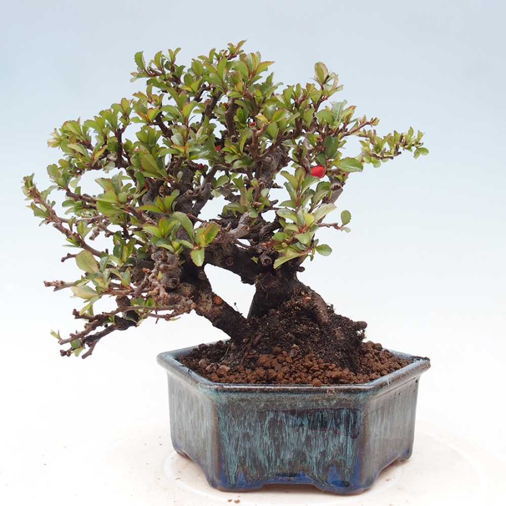 Venkovní  bonsai -  Chaneomeles speciosa - Kdoulovec ozdobný