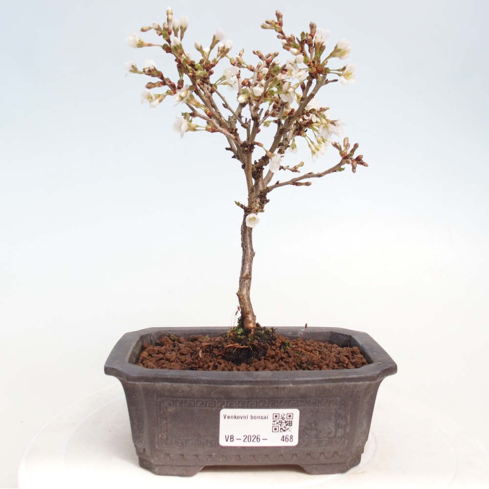 Venkovní bonsai - Prunus incisa Kojou-no mai-Slivoň vyříznutá