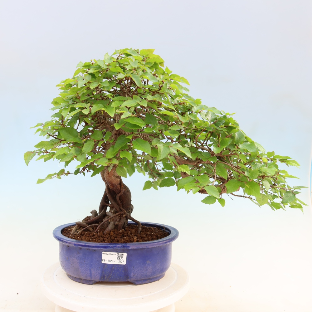Venkovní bonsai -Carpinus Coreana - Habr korejský