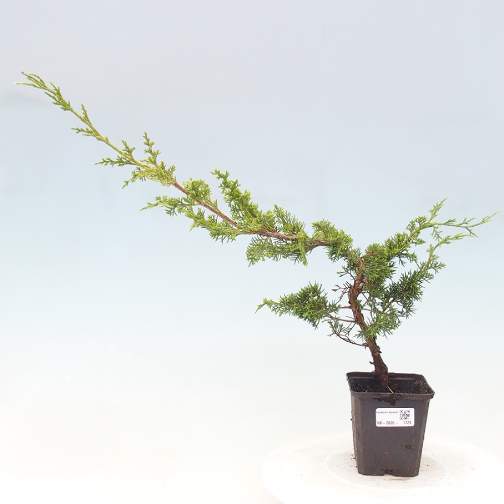 Venkovní bonsai - Juniperus chinensis Itoigawa -Jalovec čínský