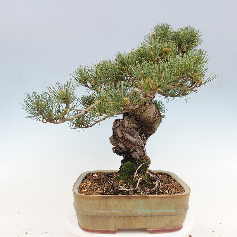 Venkovní bonsai - Pinus parviflora - Borovice drobnokvětá