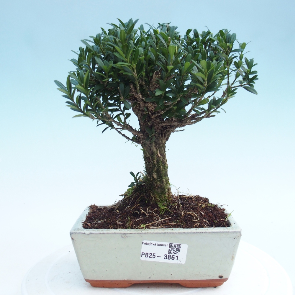 Pokojová bonsai - Buxus harlandii -korkový buxus