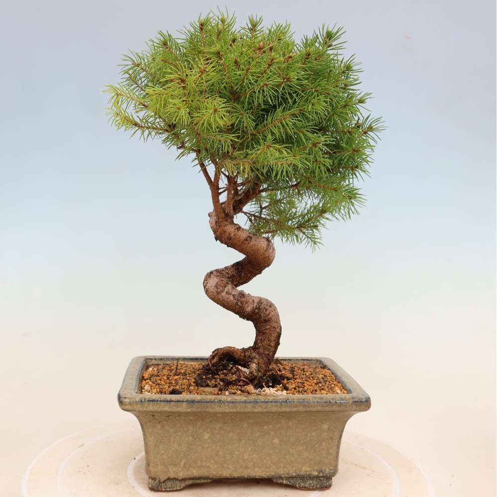 Venkovní bonsai- Smrk kulovitý - Picea glauca globe