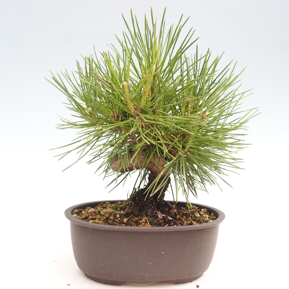 Venkovní bonsai - Pinus thunbergii - Borovice thunbergova