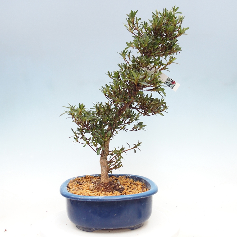 Venkovní bonsai - Japonská azalka - Azalea Hakurin