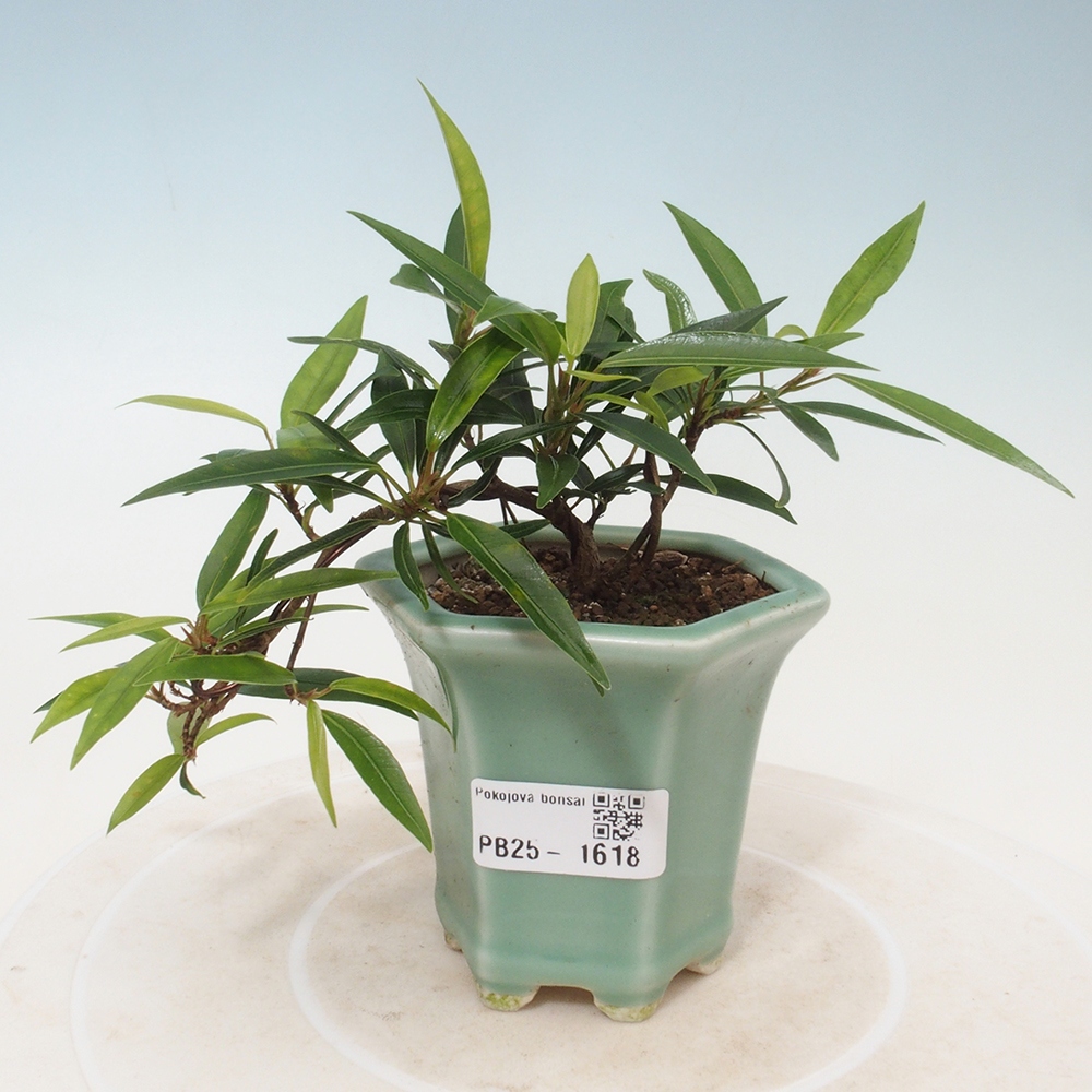 Pokojová bonsai - Ficus nerifolia -  malolistý fíkus