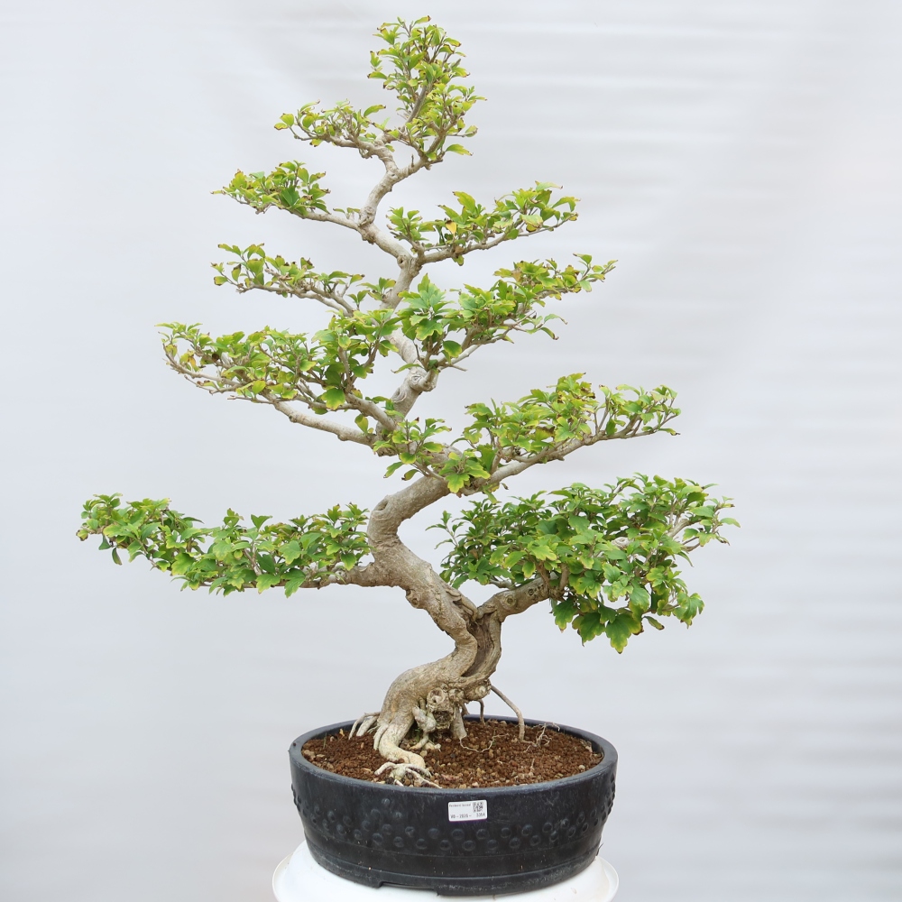 Venkovní bonsai - Hibiscus syriacus - Ibišek syrský
