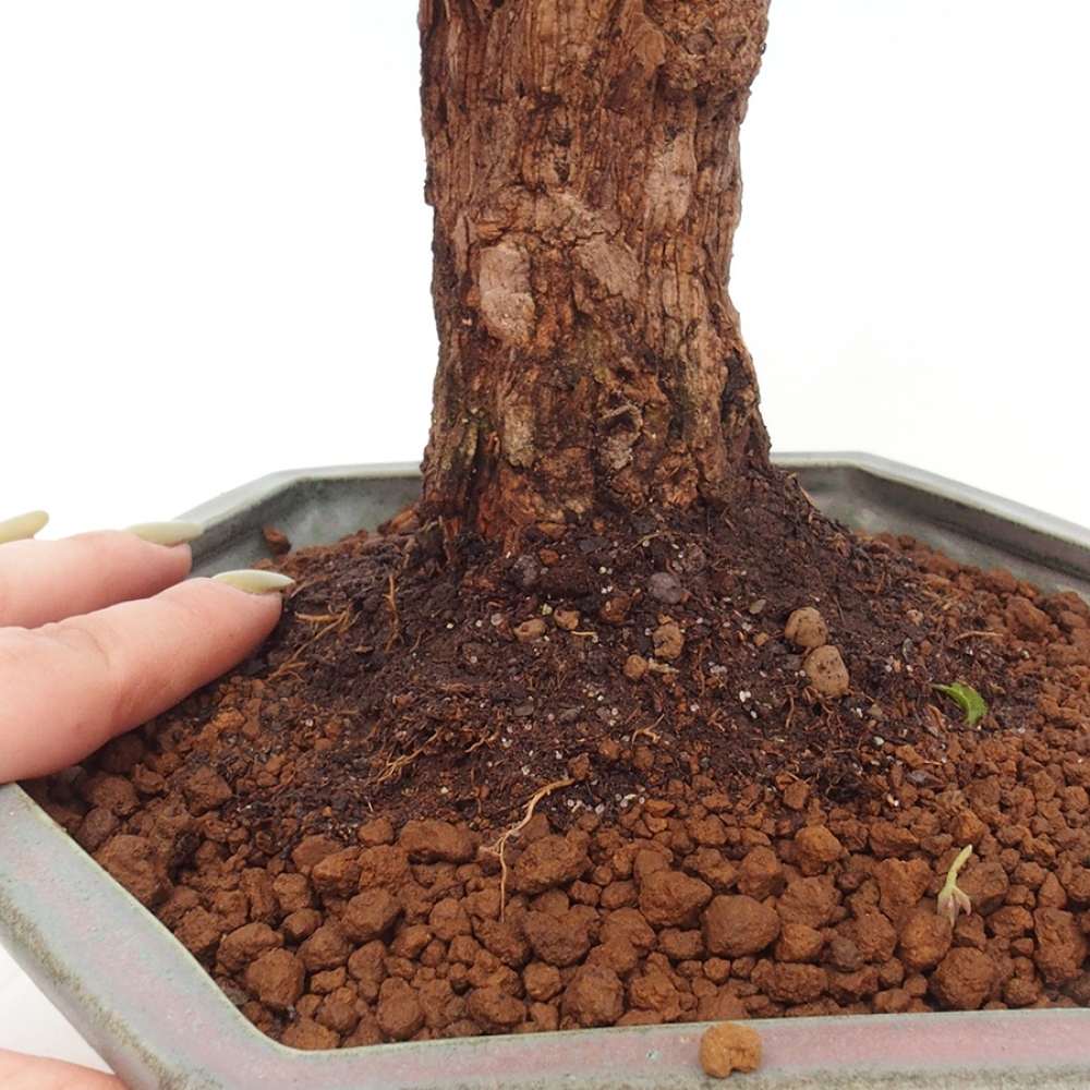 Pokojová bonsai - Bouganwilea