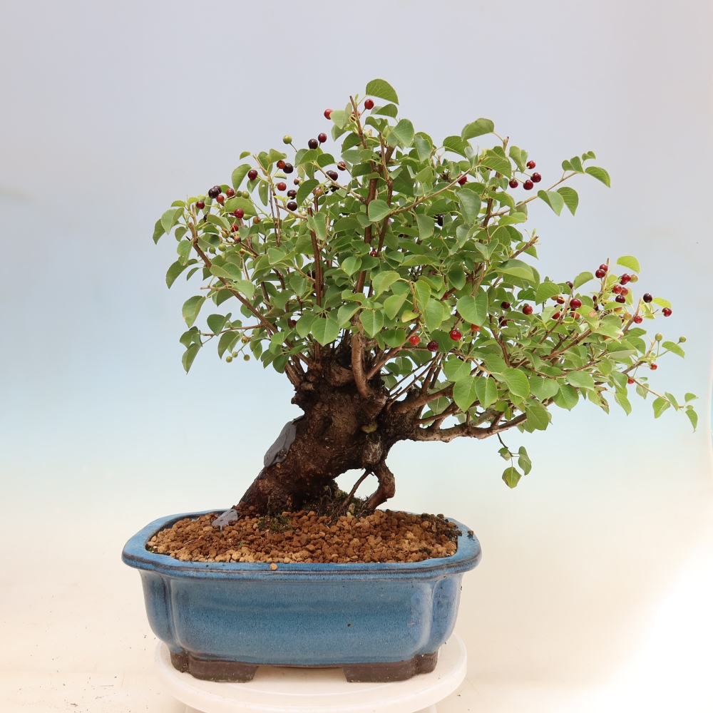 Venkovní bonsai - Mahalebka - Prunus mahaleb