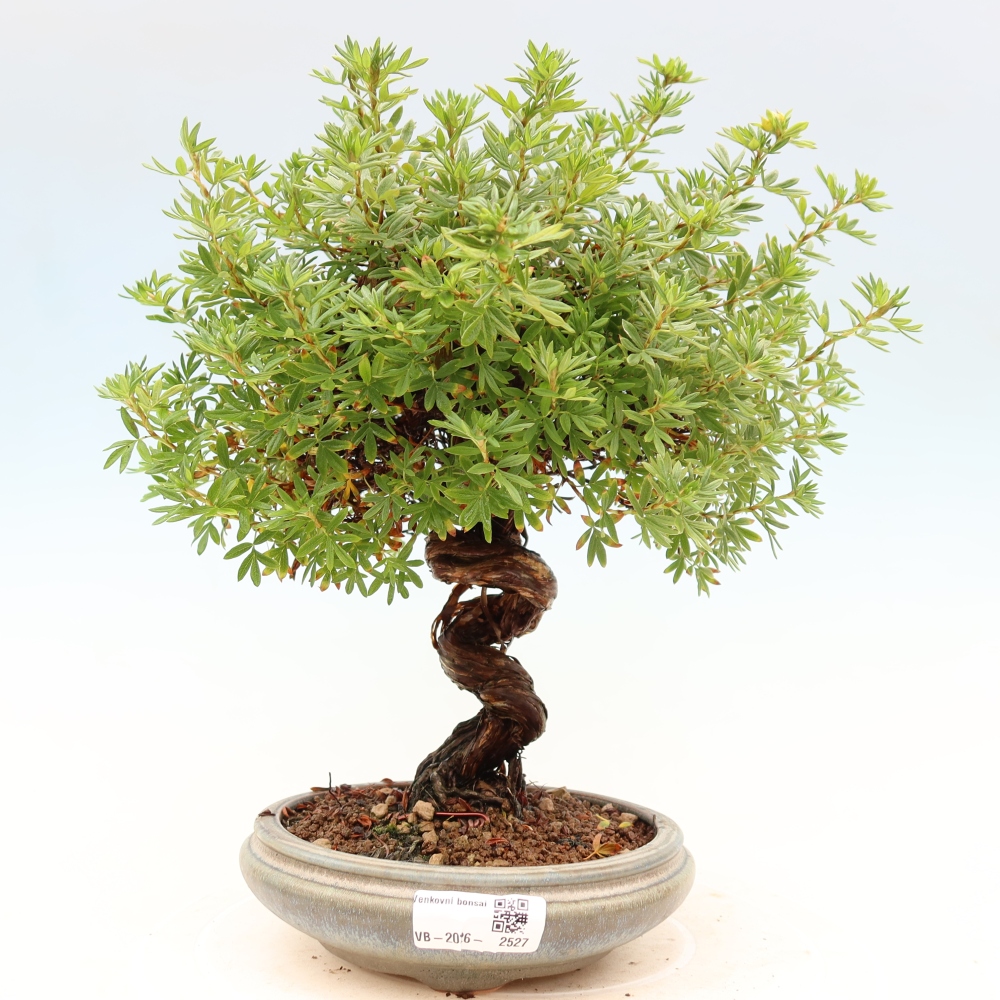 Venkovní bonsai-Mochna křovitá - potentila fruticosa 
