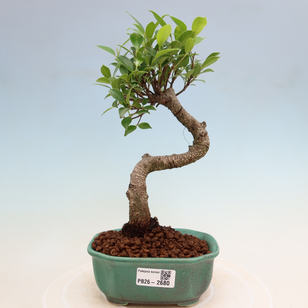 Pokojová bonsai - Ficus kimmen -  malolistý fíkus