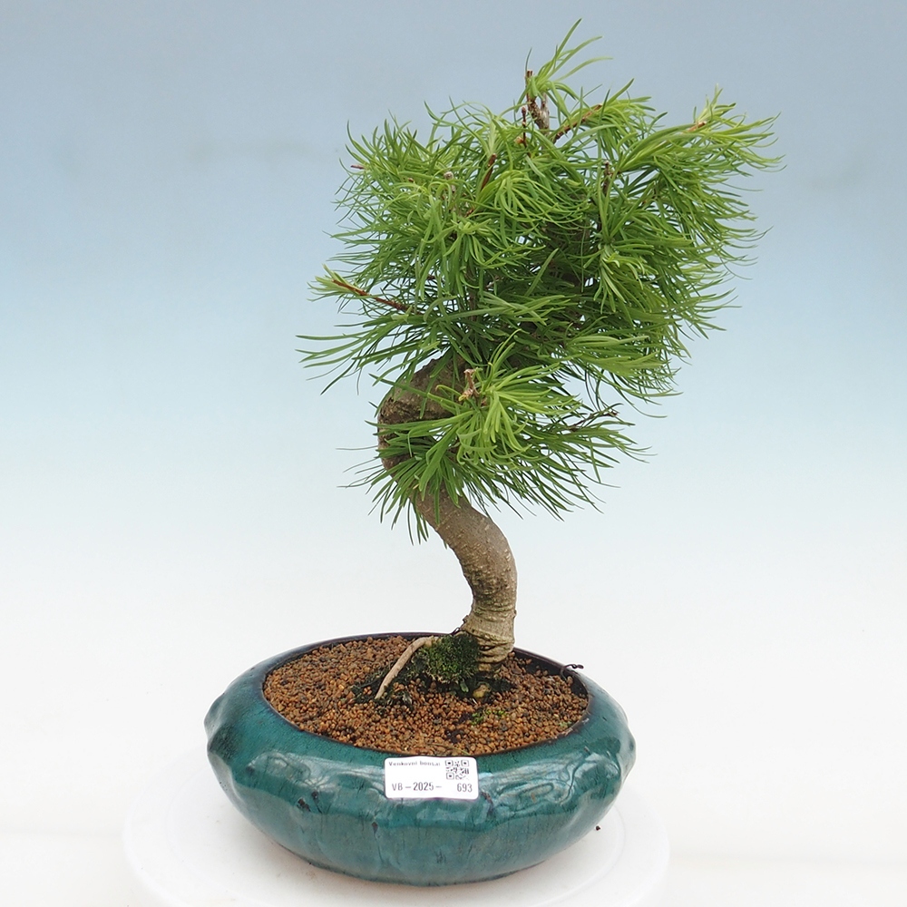 Venkovní bonsai - Pamodřín - Pseudolarix amabis