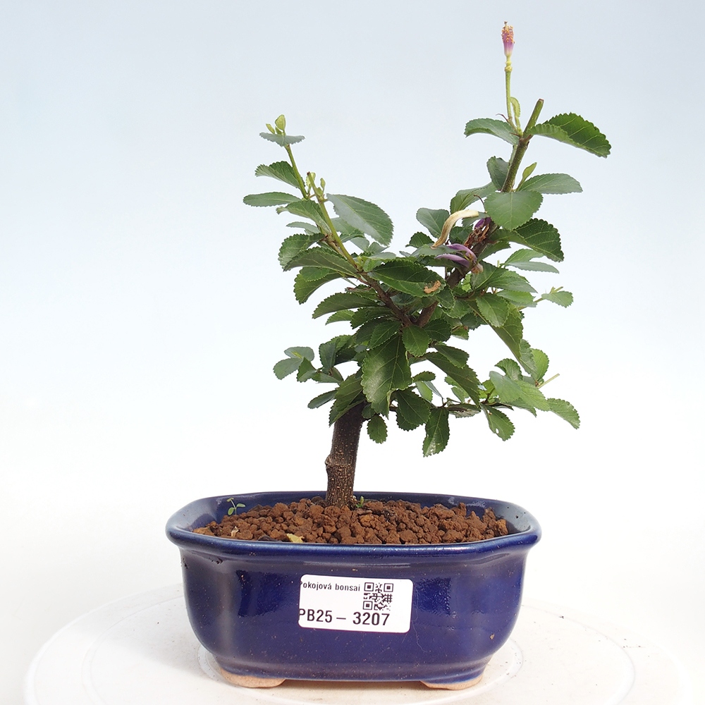 Pokojová bonsai - Grewia occidentalis - Hvězdice levandulová