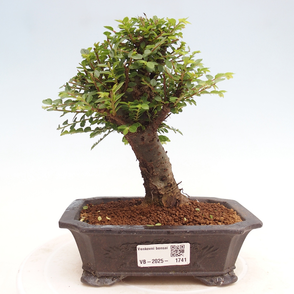 Venkovní bonsai - Ulmus parvifolia Hokkaido - jilm Činski