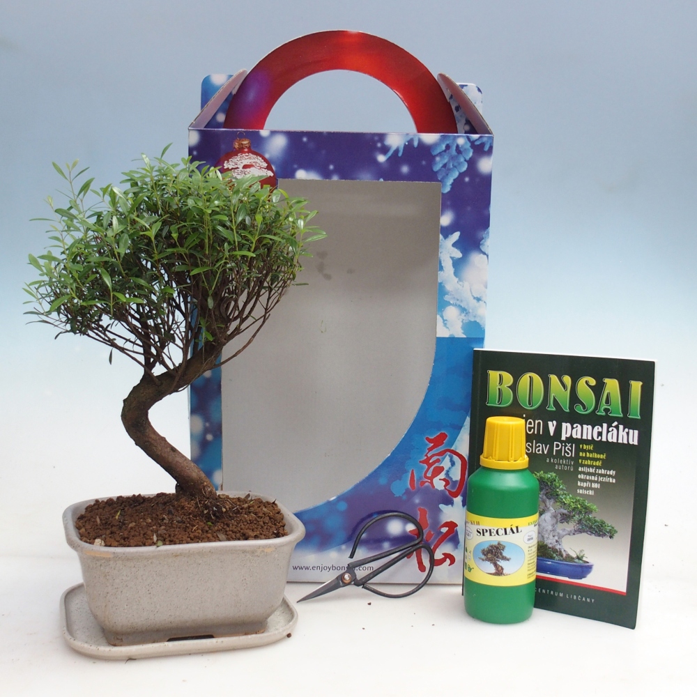 Pokojová bonsai v dárkové krabičce 