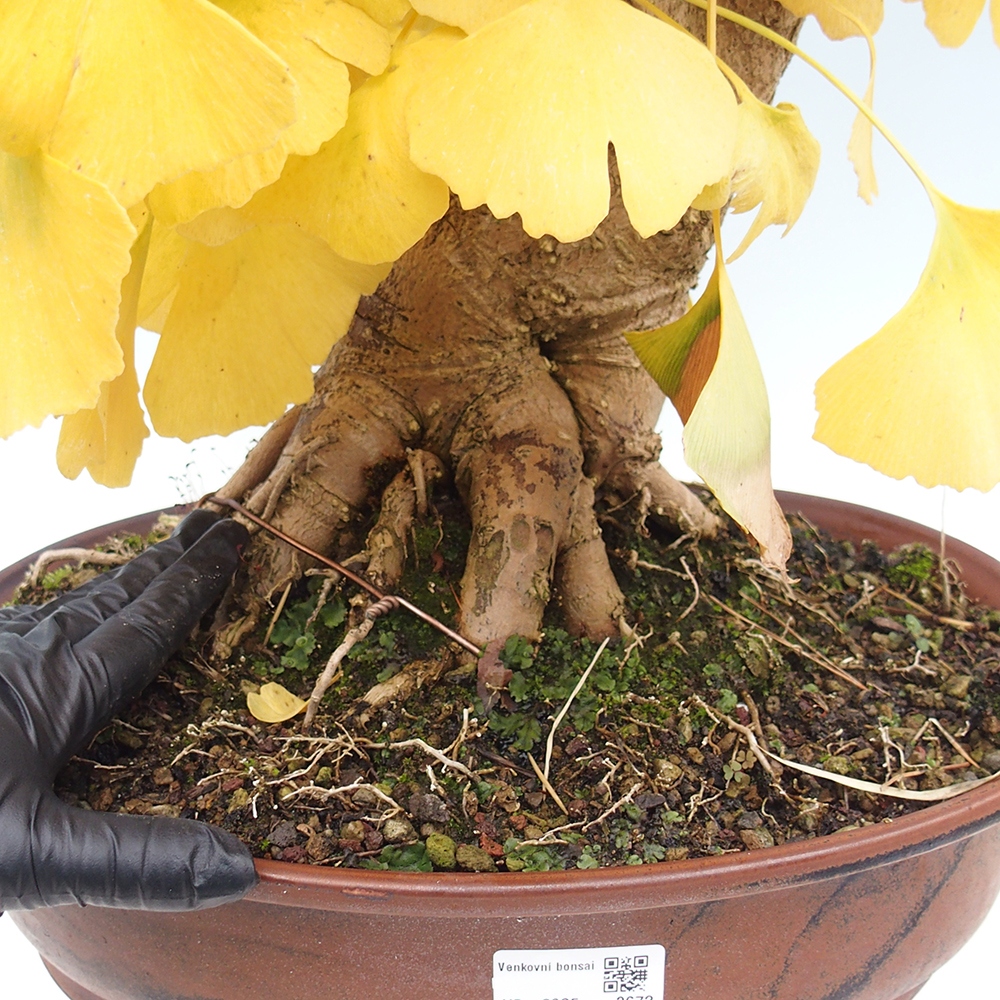 Venkovní bonsai - Jinan dvoulaločný - Ginkgo biloba