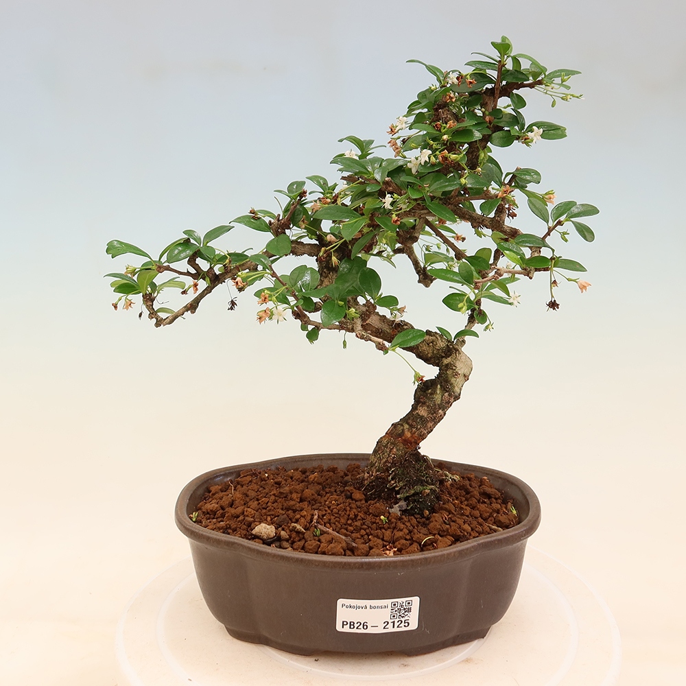 Pokojová bonsai - Carmona macrophylla - Čaj fuki