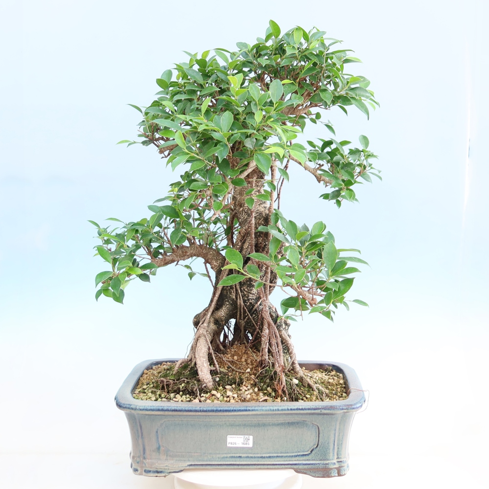 Pokojová bonsai - Ficus kimmen -  malolistý fíkus