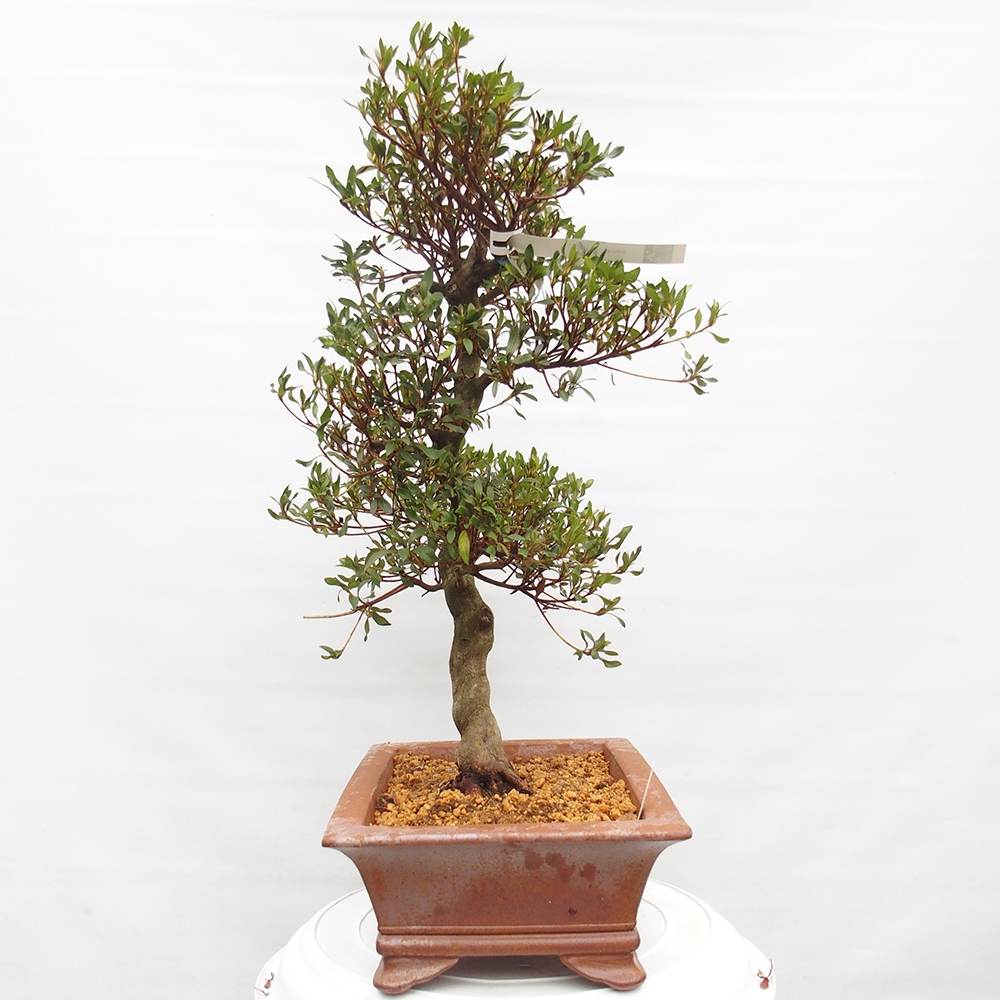 Venkovní bonsai - Japonská azalka - Azalea Chihiro