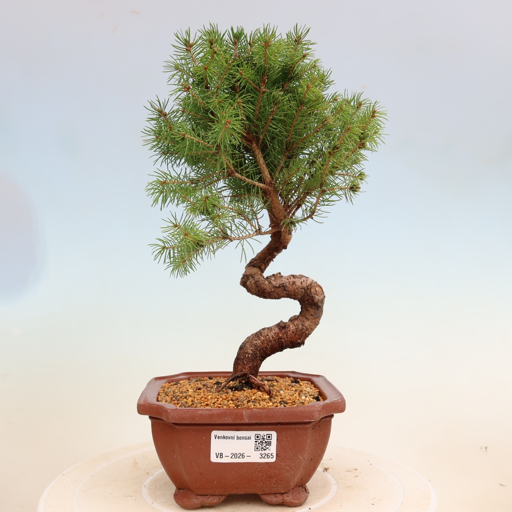 Venkovní bonsai- Smrk kulovitý - Picea glauca globe