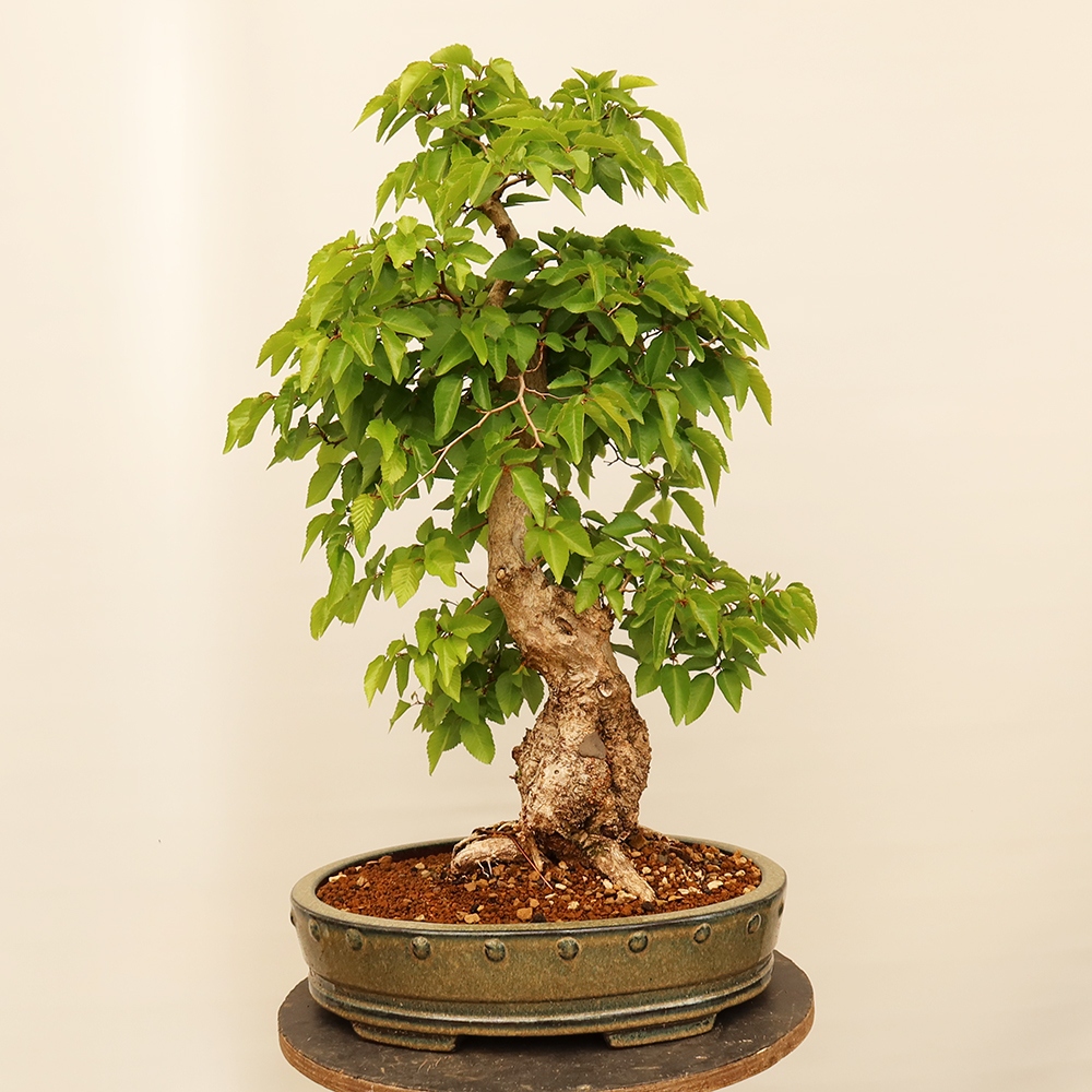 Venkovní bonsai -Carpinus Coreana - Habr korejský