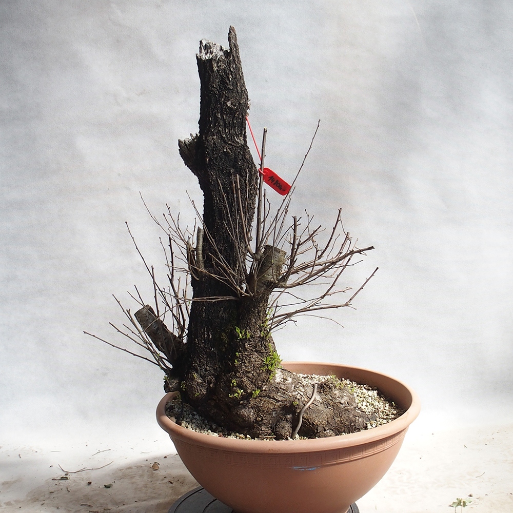 Venkovní bonsai -Mahalebka - Prunus mahaleb