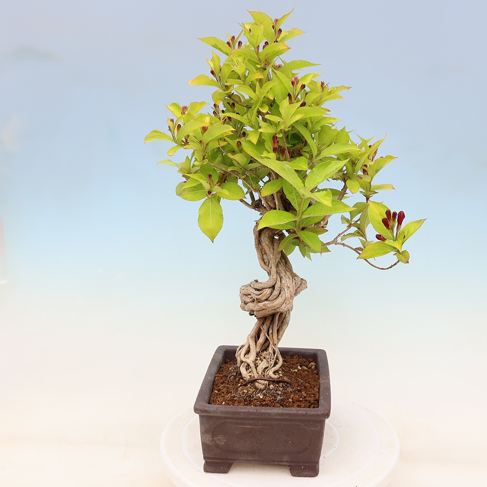 Venkovní bonsai - Weigela subsessilis - Vajgélie korejská