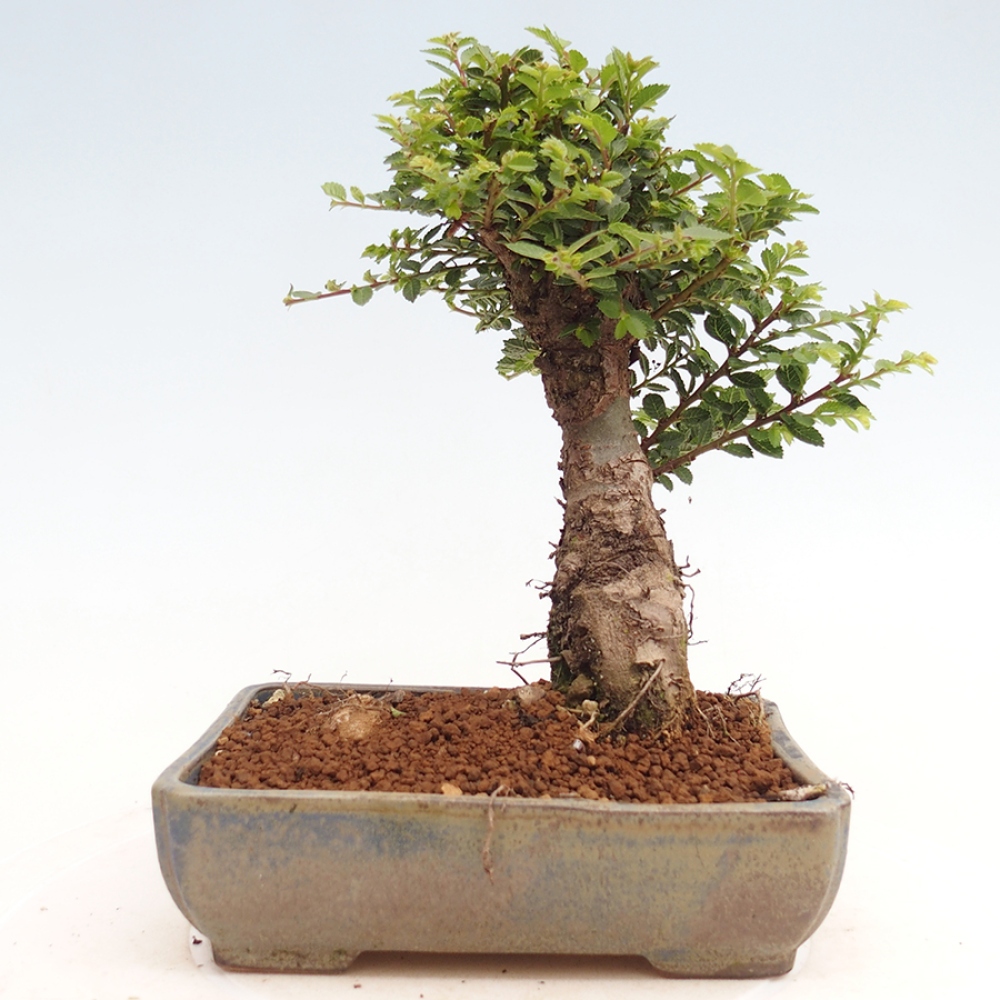 Venkovní bonsai - Ulmus parvifolia Hokkaido - jilm Činski