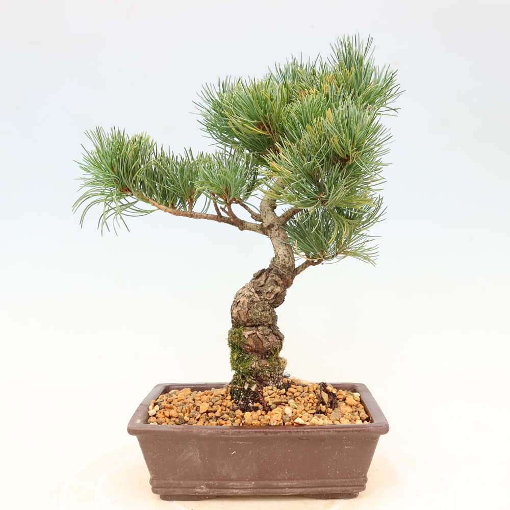 Venkovní bonsai - Pinus parviflora - Borovice drobnokvětá