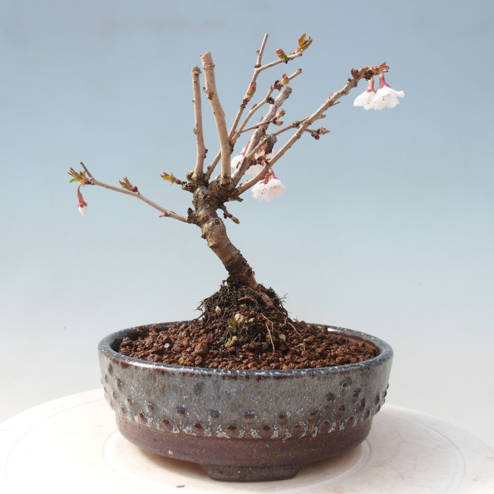 Venkovní bonsai - Prunus incisa Kojou-no mai-Slivoň vyříznutá