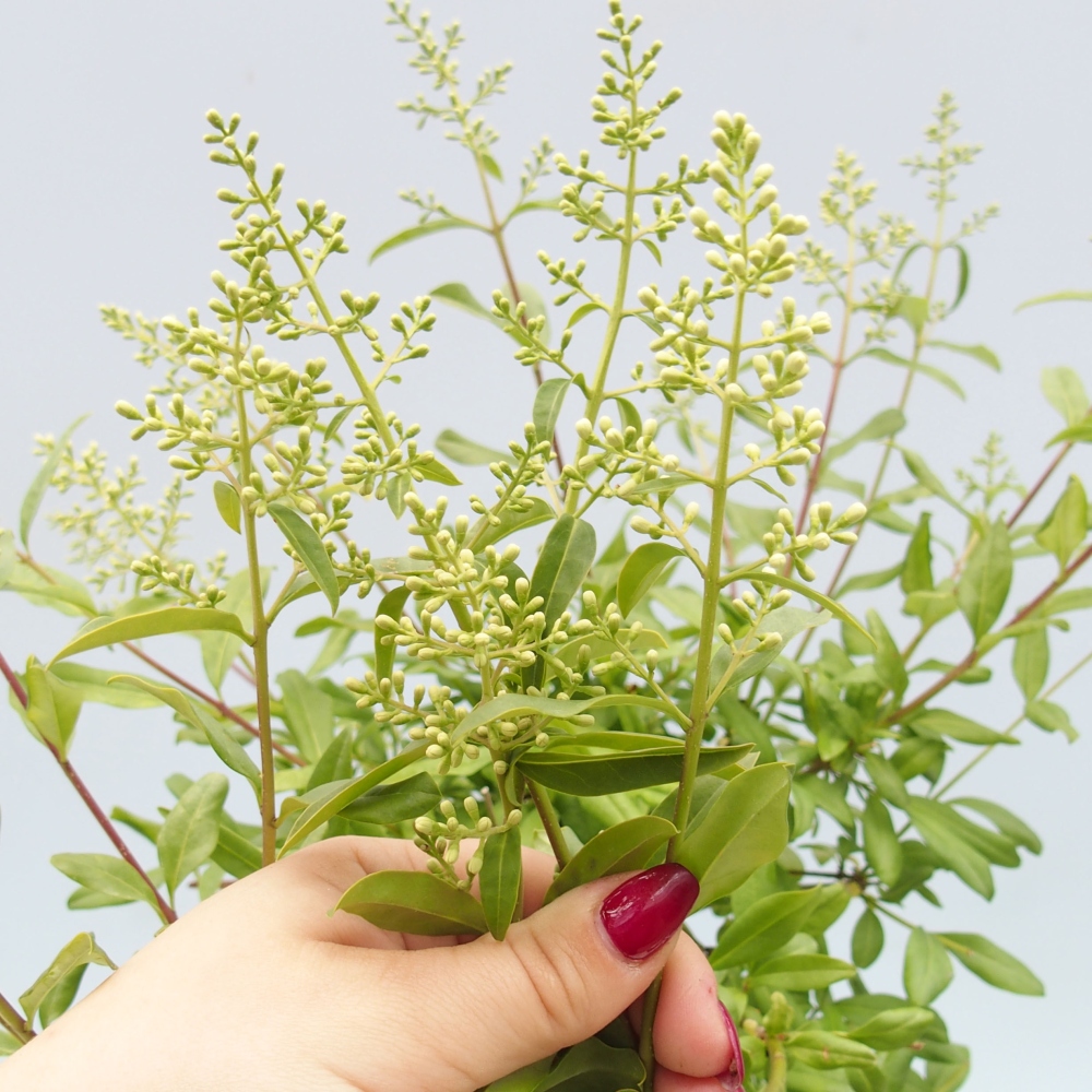 Venkovní bonsai - Ligustrum  - Ptačí zob