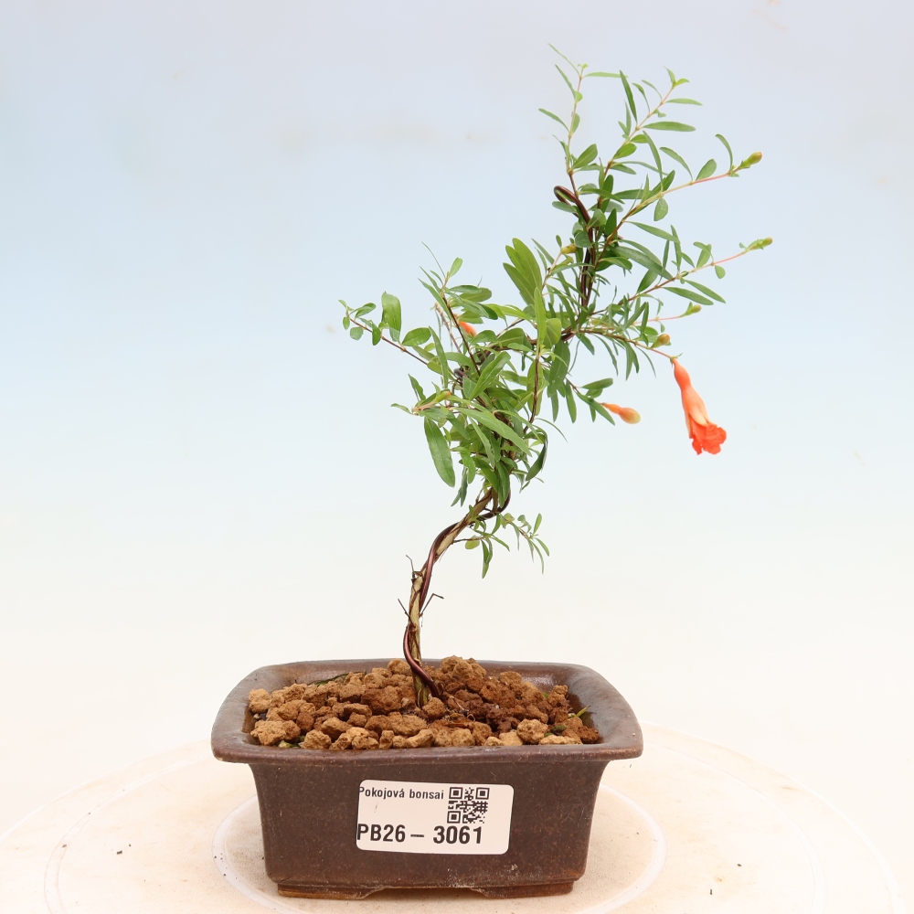 Pokojová bonsai-PUNICA granatum nana-Granátové jablko
