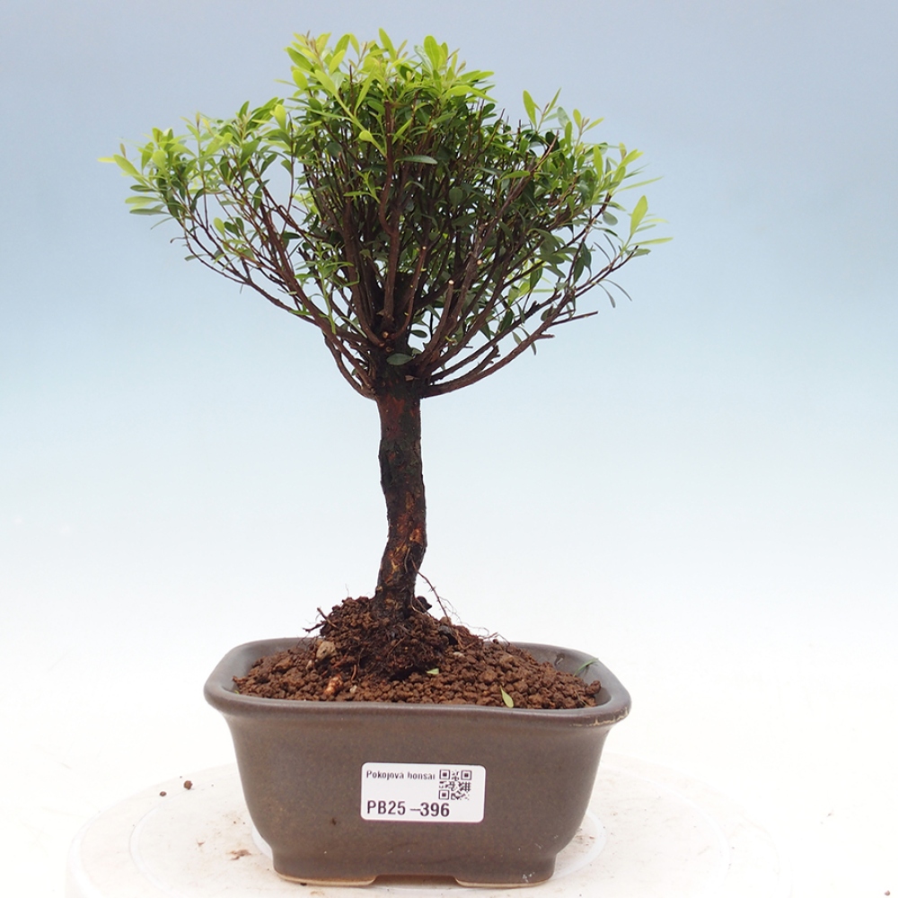 Pokojová bonsai - Syzygium - Pimentovník