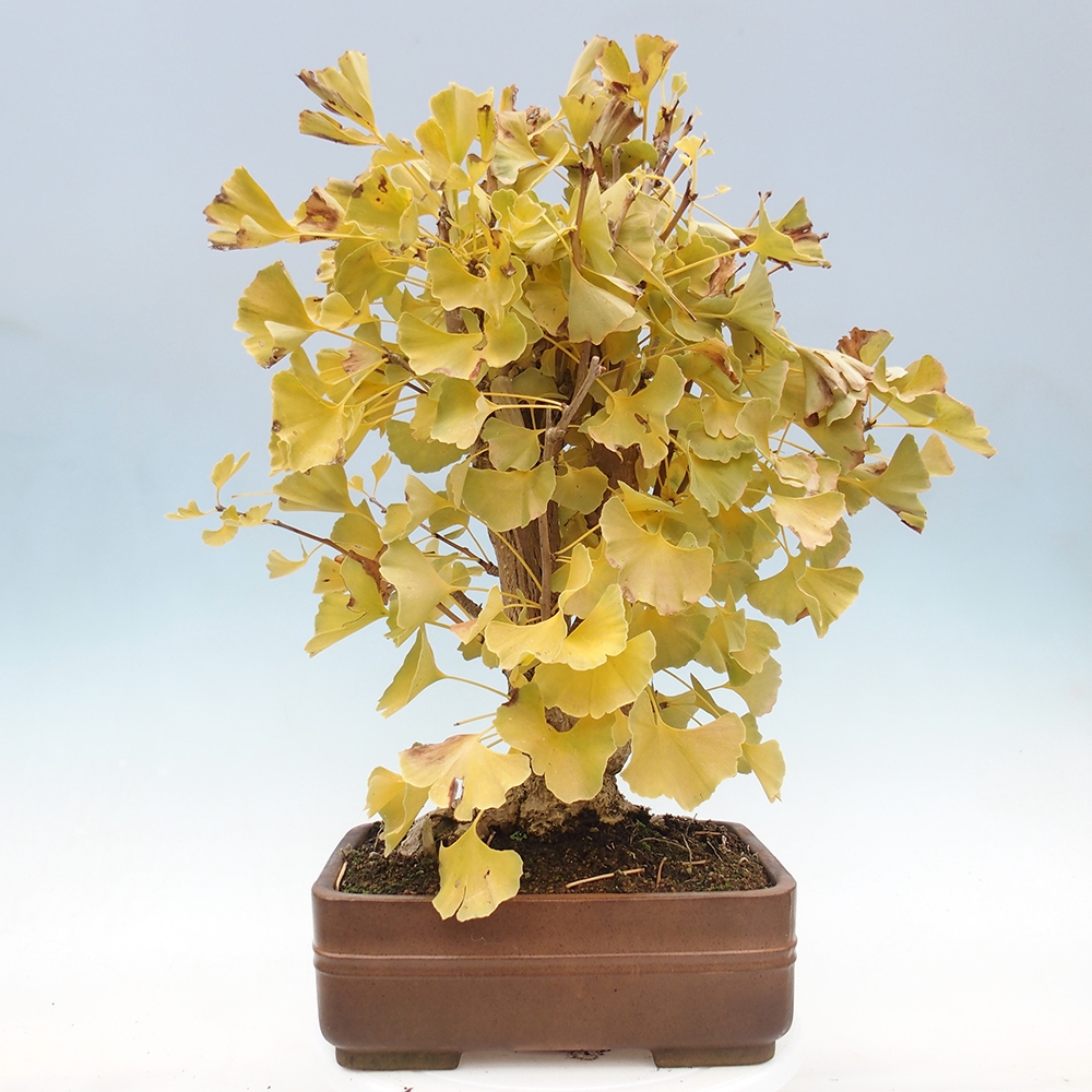 Venkovní bonsai - Jinan dvoulaločný - Ginkgo biloba