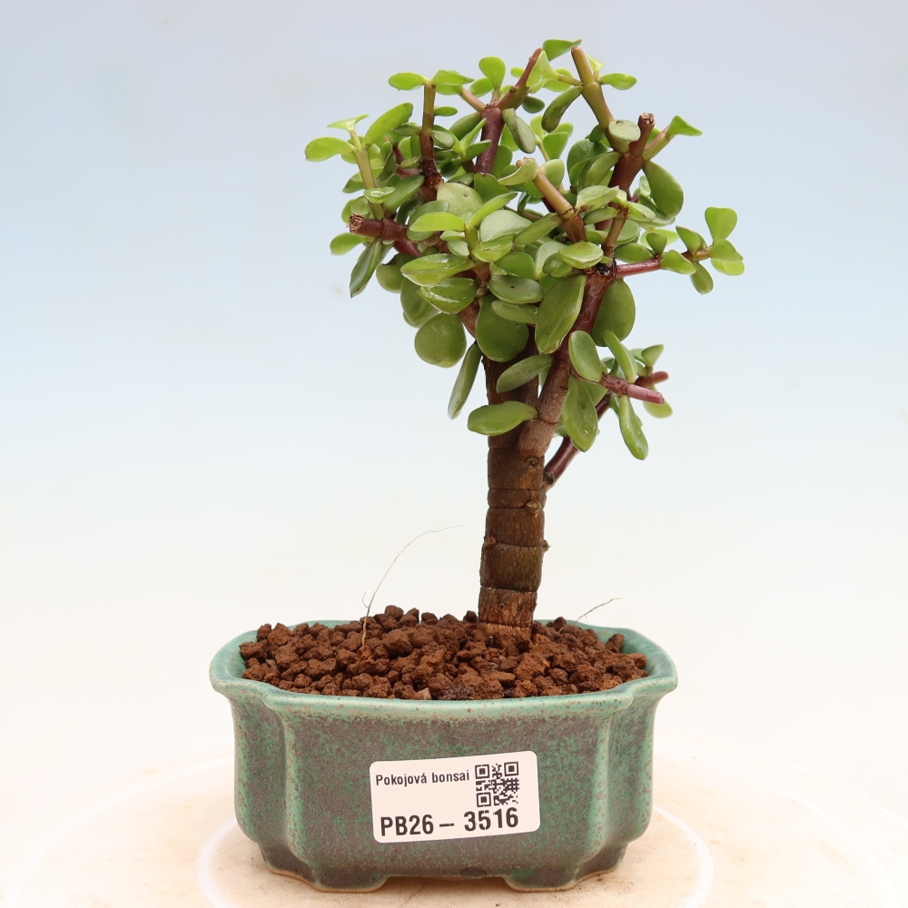 Pokojová bonsai - Portulakaria Afra - Tlustice
