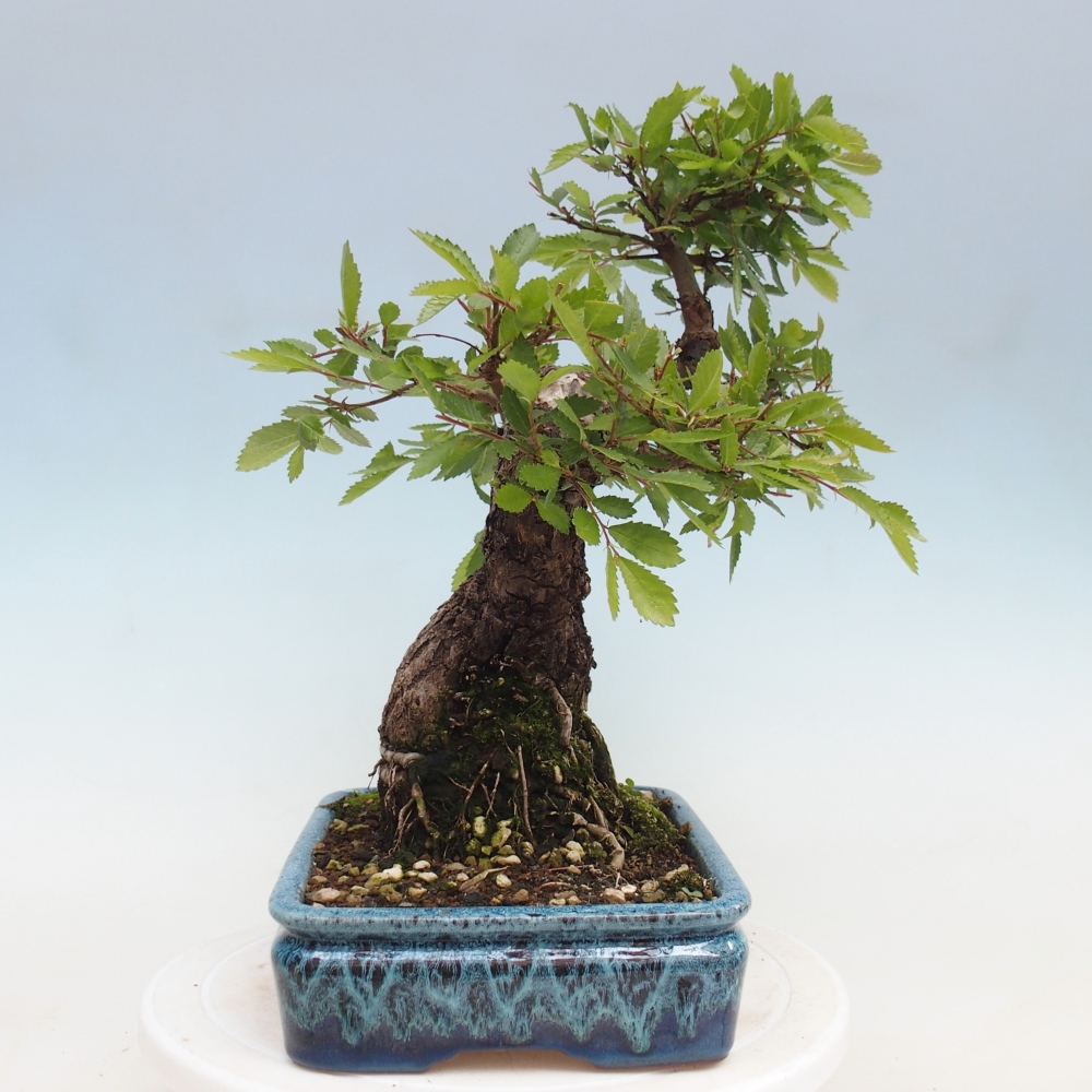 Venkovní bonsai - Zelkova - Zelkova NIRE