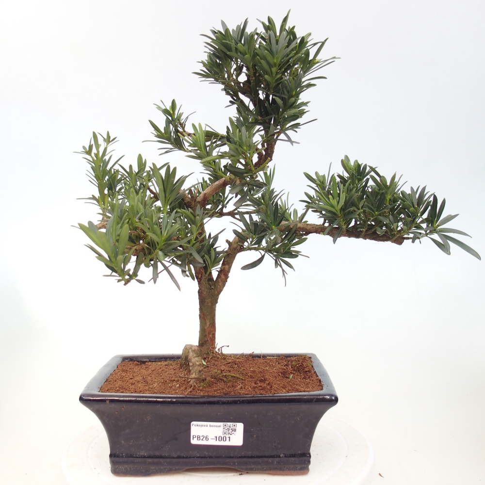 Pokojová bonsai - Podocarpus - Kamenný tis