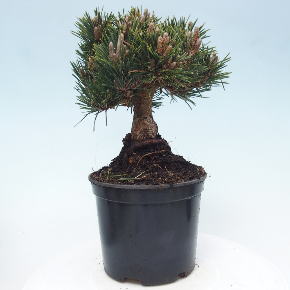 Venkovní bonsai - Pinus thunbergii senjyumaru - Borovice thunbergova