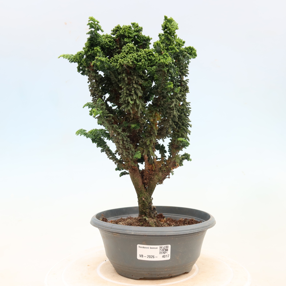 Venkovní bonsai - Cham. obtusa SEKKA HINOKI - Cypřišek