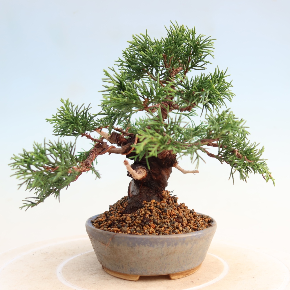 Venkovní bonsai - Juniperus chinensis Itoigawa -Jalovec čínský