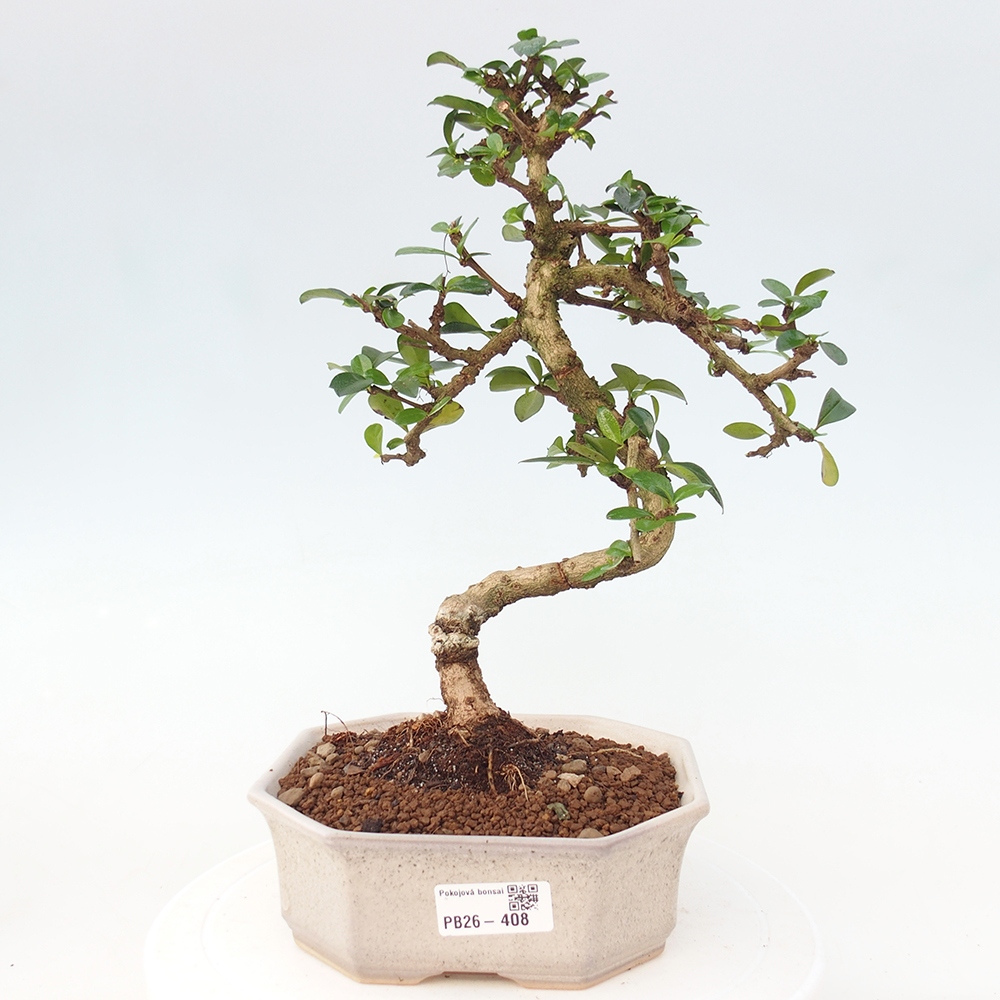 Pokojová bonsai - Carmona macrophylla - Čaj fuki