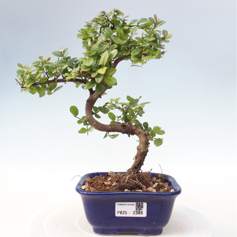 Pokojová bonsai - Sagerécie thea - Sagerécie thea