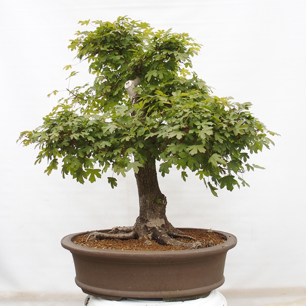 Venkovní bonsai - Javor Francouzský - Acer Nonspessulanum