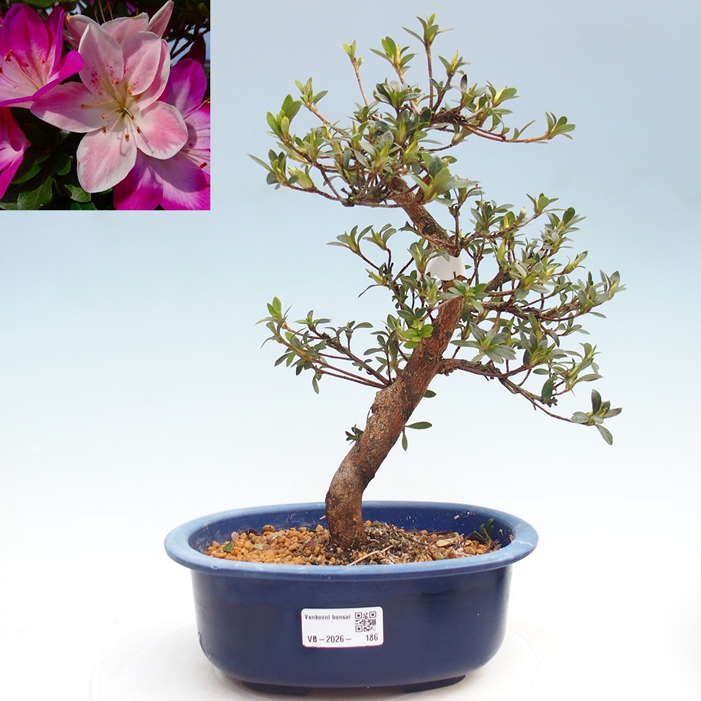 Venkovní bonsai - Japonská azalka - Azalea Yoko