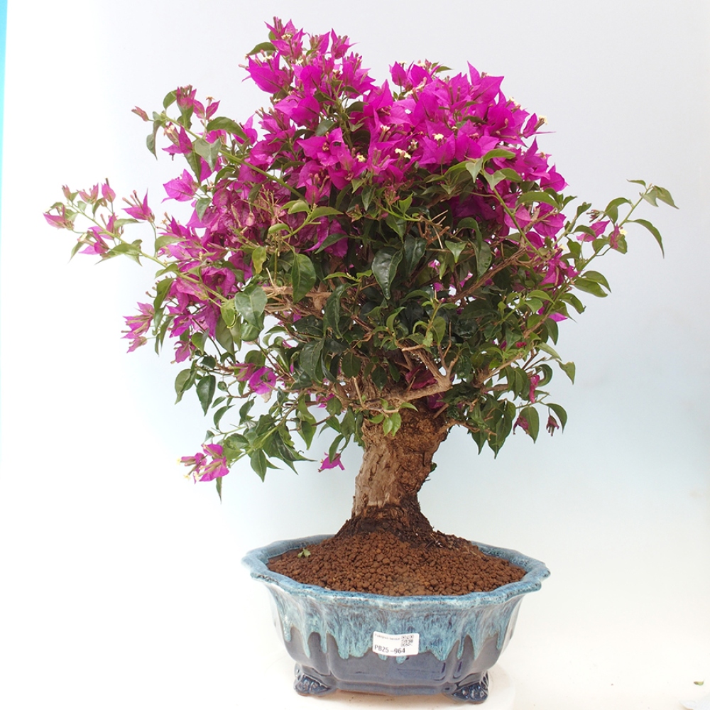 Pokojová bonsai - Bouganwilea