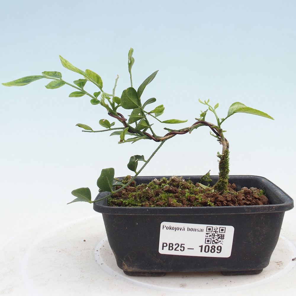 Pokojová bonsai - Muraya paniculata