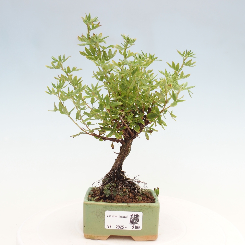 Venkovní bonsai-Mochna křovitá - potentila fruticosa yellow Bird