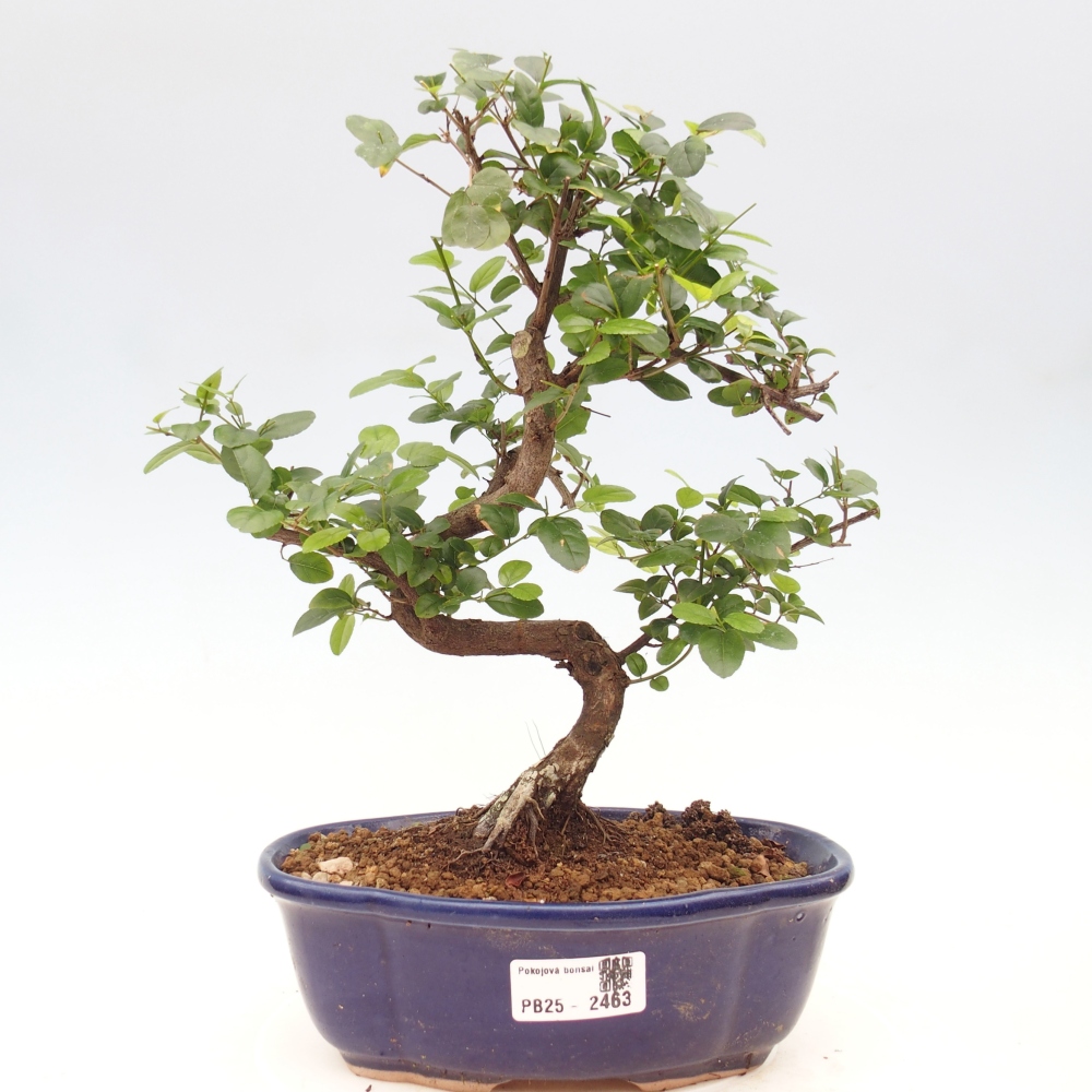Pokojová bonsai - Sagerécie thea - Sagerécie thea